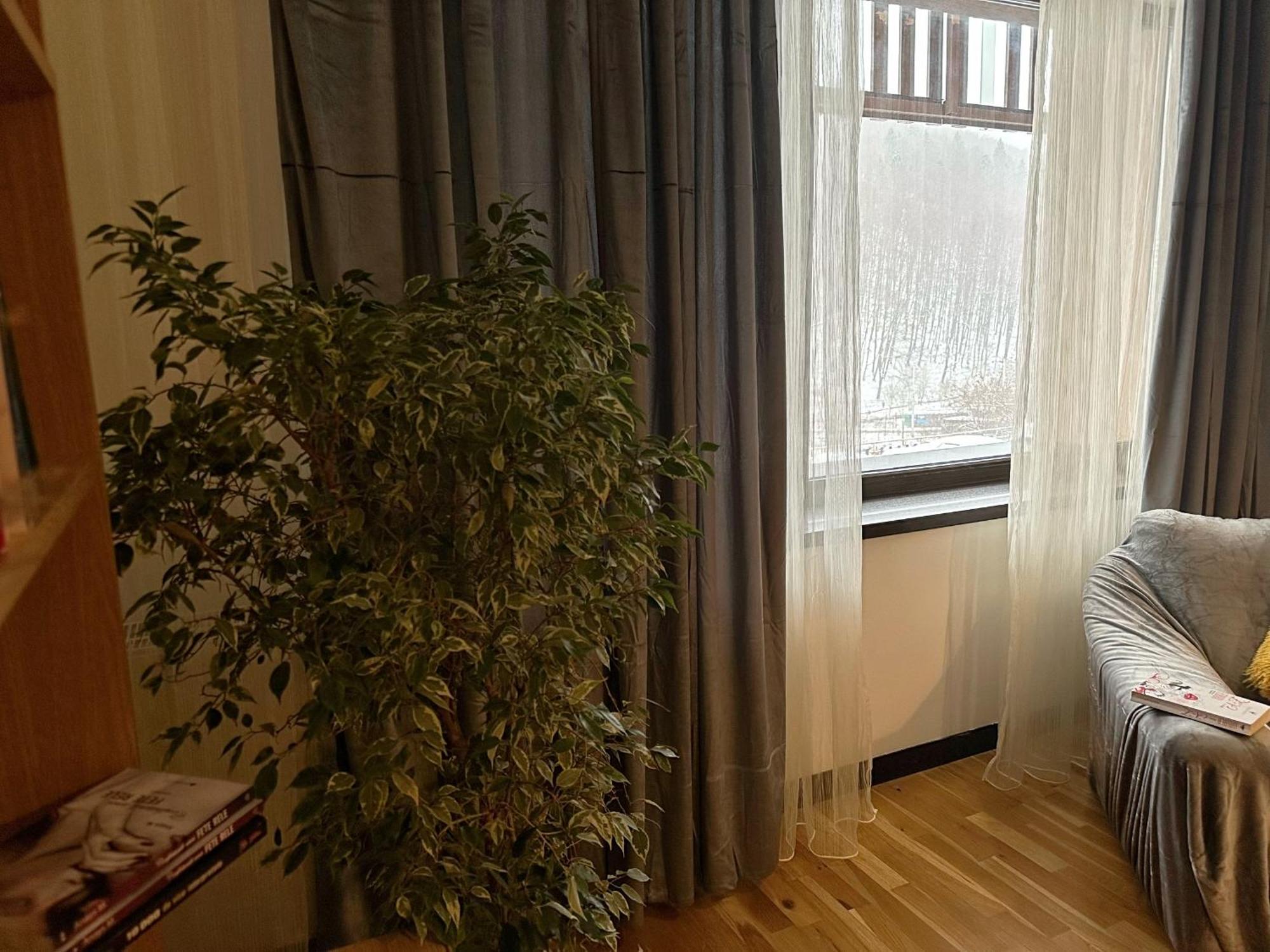 Apartament “La Iepure” Braşov Buitenkant foto
